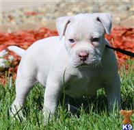 american pit bull puppy posted by Affordable Pups